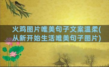 火鸡图片唯美句子文案温柔(从新开始生活唯美句子图片)